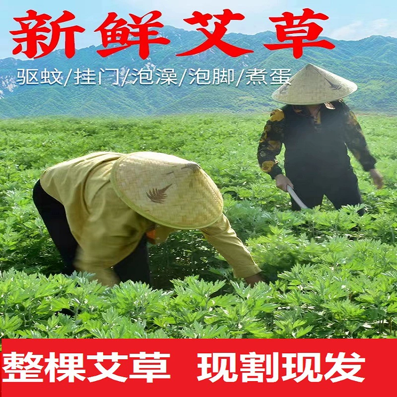 Свежая и свежая полынь, съедобные листья полыни, длинные листья полыни на двери фестиваля лодок-драконов