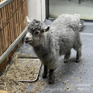 ���^���B Ԓ������ ����ţ���w���U ���T�����㌙���H�������u��