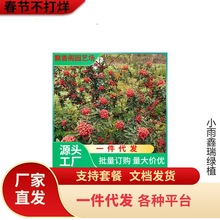 һ�����l���~�໨�����ٽ���������Ĵ���t�ۼt�����������໨��