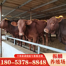 利木贊牛養殖場基地 雲南改良肉牛犢價格 魯西黃牛市場價格