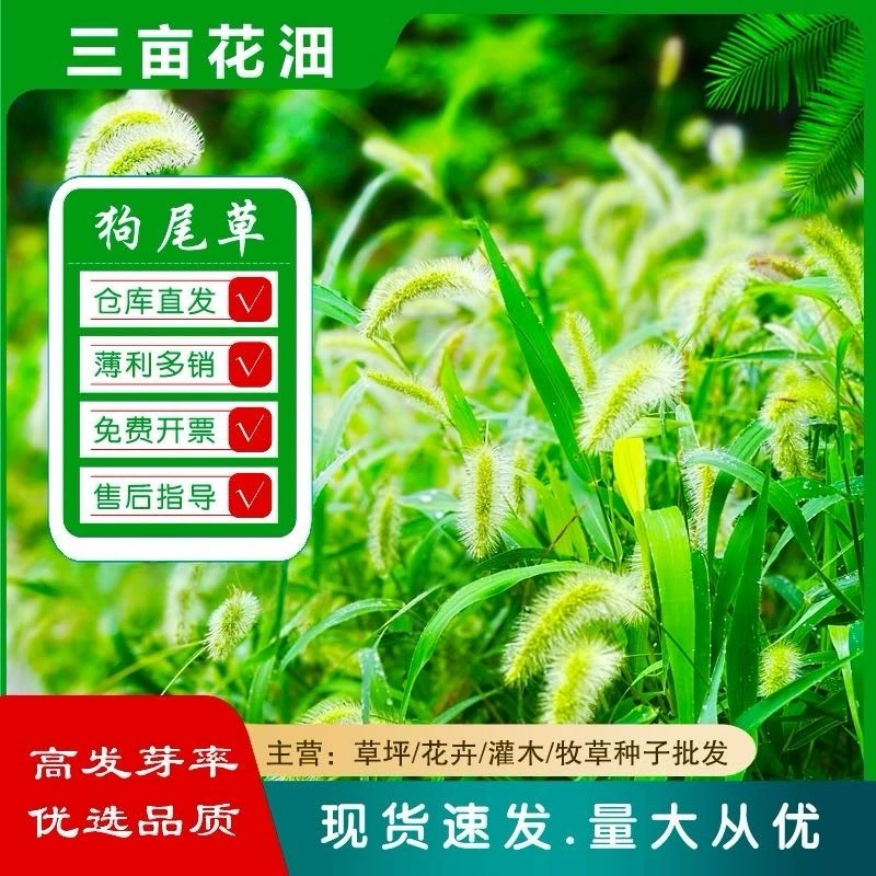 Оптовая продажа семян зеленой травы, семян луговой травы, семян травы для восстановления растительности на шахтах, подходящих для посадки в любое время года, устойчивых к засухе, для защиты газонов и склонов.