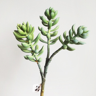 �������ֲ�����l�������ָ�ܛ�z�����̈��͏d�쾰��оGֲ��ʯ��