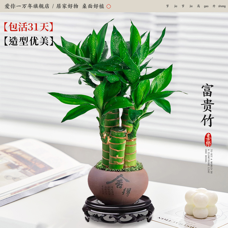 행운죽 3개 + 화분 + 원형 베이스 (포장석 + 영양액 포함)