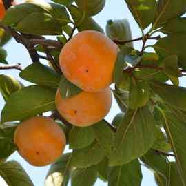 脆柿子树苗大秋甜柿子磨盘柿子南北方种植当年结果占地果树