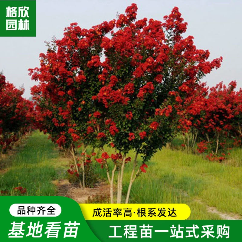 Сад сафлор Креп мирт саженцы холодной жары сопротивление красный ракета Креп мирт саженцы озеленение проекта саженцы сто дней красный