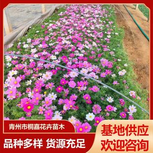 Base Supply Outdoor Double Flower Sea Project Grass Flower Wildflower Combination Cosmos Gesang Flower Wholesale