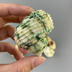 天然の黄緑のサザエの銀の口のサザエの寄居蟹の専門は殻のサザエの貝殻の水槽を換えて景海のサザエの殻を作ります。