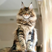 ���;���؈��؈�ػ��y����ɭ��؈���N�P�נ�ɫ���؈����؈�����