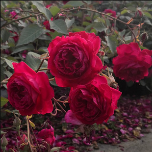 Softly Fragrant Red Fragrant Rose Seedlings, Shrubs with Multiple Heads, Blooming in All Seasons, Easy to Grow Garden Climbing Plants