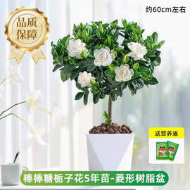 独杆栀子花盆栽四季开花室内水培花卉植物大叶老桩带花苞树苗绿植