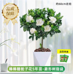 独杆栀子花盆栽四季开花室内水培花卉植物大叶老桩带花苞树苗绿植