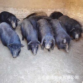 藏香猪小猪苗20斤左右的多少钱 太湖母猪价格 活猪幼崽出售