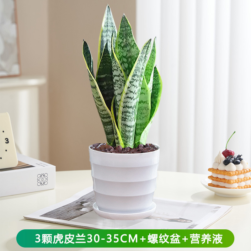 호랑이 난초 30-35cm 3개 + 나사형 화분 + 영양액