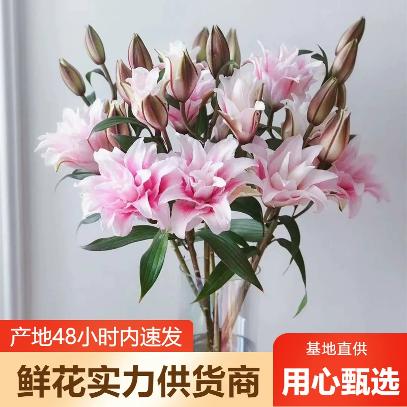 Двойные цветы лилии оптом Юньнань цветы Прямая партия свадебная композиция цветочный магазин цветы общинная группа покупка поставка