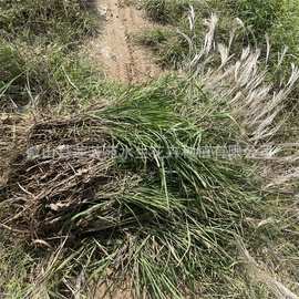 湿地绿化荻草批发 多年生荻草苗 量大优惠