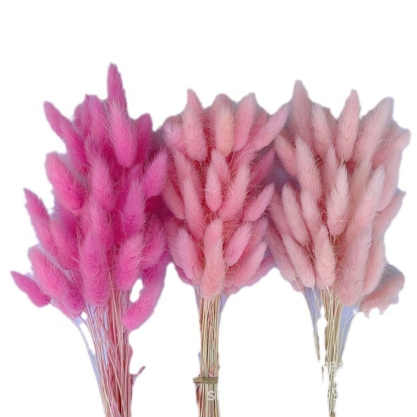 Hierba de cola de conejo flor seca hierba de cola de conejo blanco un montón de 50 piezas