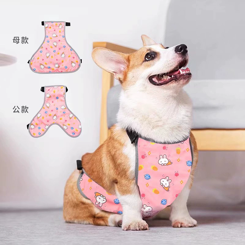 Домашние животные собаки живот корги защищает живот от холодной одежды