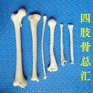 1比1人体骨骼模型 散骨 肱骨 尺骨 桡骨 股骨 胫骨 腓骨 肩胛骨-阿里巴巴