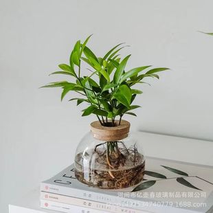 New Water Baby Style Hydroponic Plant Bottle Office Small Potted Lazy Man Plant Desktop Ornaments Ecological Bottle