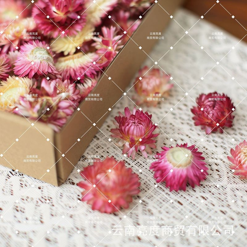 【小雏菊 麦秆菊】干花批发diy材料包真花花材手工拍照装饰七彩菊|undefined