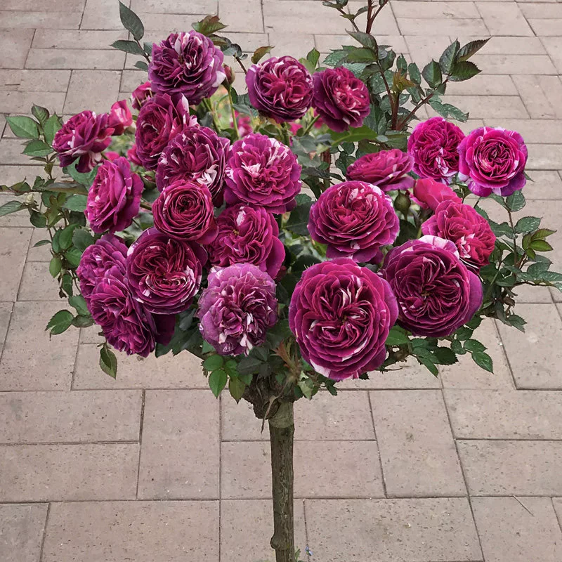 Деревообразные розы, саженцы, пень, розы, розы, розы, цветы, цветы, зеленые