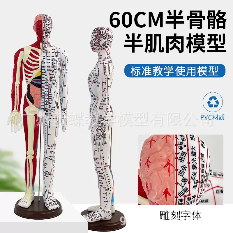 60cm标准解剖针灸模型 中医针灸人体穴位模型图十二经络教学模具