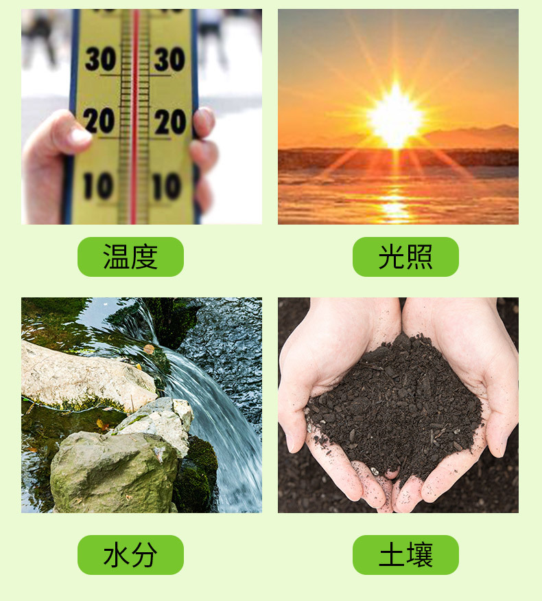 干大蒜_08.jpg