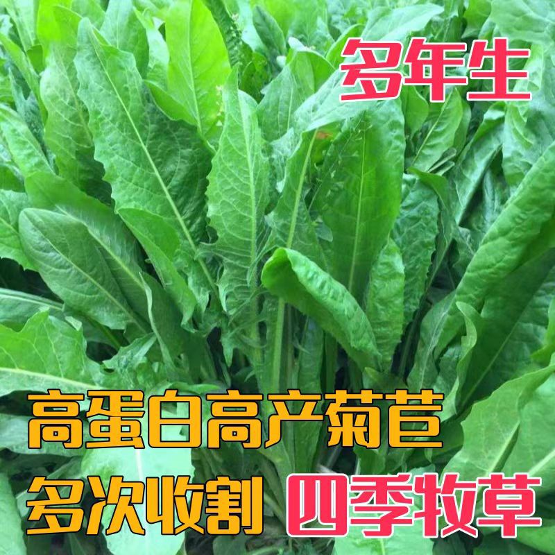 菊苣草种籽大叶多年生兔子草种猪种籽牛鱼鸡鸭鹅养殖四季牧草种子
