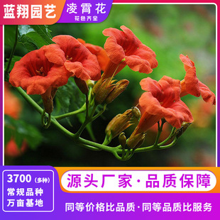 American Lingxiao Flower Seeds Home Gardening Balcony Potted Landscape Flower Greening Flower Seeds Wholesale Climbing Plant Seeds