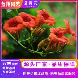 美国凌霄花种子家庭园艺阳台盆栽景观花绿化花籽批发爬藤植物种籽