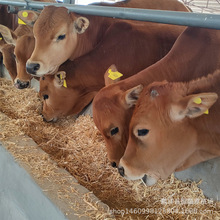 SţţBֳ Sţţr| BֳSţ߆