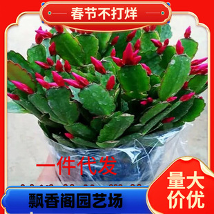 һ�����lзצ�m���Ԏ�������ɫ����ֲ���҃ȾGֲ���B���ļ��_����