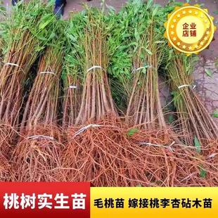 �Ҙ䌍����ë�����Ҙ���ľ��δ�޽��Ҙ����Ҙ�ֱ��ԭ��������