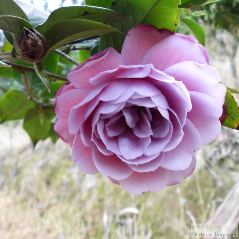 Las plantas en macetas de semillas de camelia se pueden sembrar en cuatro estaciones, 24 colores opcionales, 5 rosas Sai