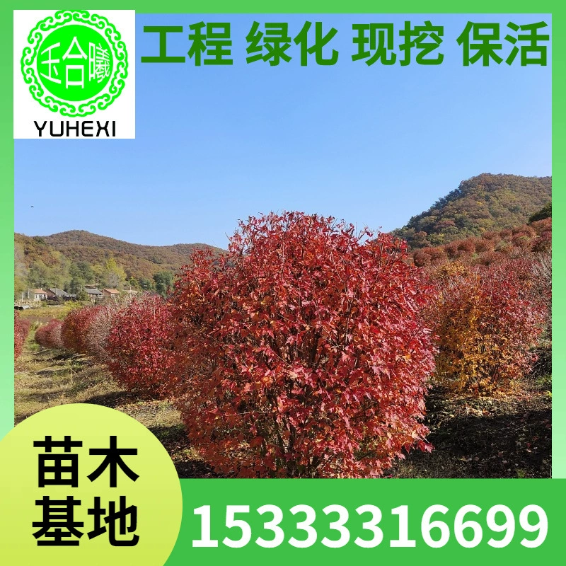 Треугольные кленовые шарики на северо-восточной базе, легко выживаемые, кластерные треугольные кленовые шарики, треугольные кленовые шарики для зеленения Ляонин, чайный клен