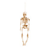 Skeleton, decorations, jewelry, props, suitable for import, halloween, 40cm, Amazon