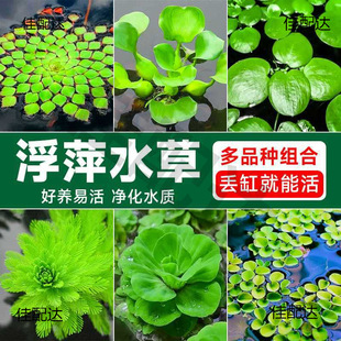 ˮܽ���~���쾰ˮ��ֲ�ﹲ�Bˮ��ֲ��ð��һ�~ɏ�~��ˮ���J��Ƽ