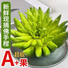 新鲜佛手柑观赏闻香香橼可食用天然香薰香云南佛手柑鲜货清香宜人