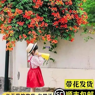 ���������ļ�����ֲ���ͺ��͟����̻����̨ͥԺ��ֲ������������