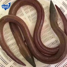 【顺丰包邮】福建东山岛海鲜土龙鳗鱼豆齿鳗海捕闽南鲜活炖汤带皮