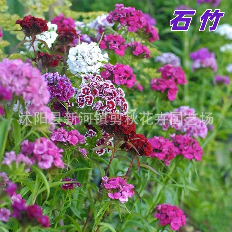 Оптовая Продажа Разноцветные семена бамбука летние семена гвоздики Four Seasons многолетний двор балкон морозостойкие цветочные семена в горшках