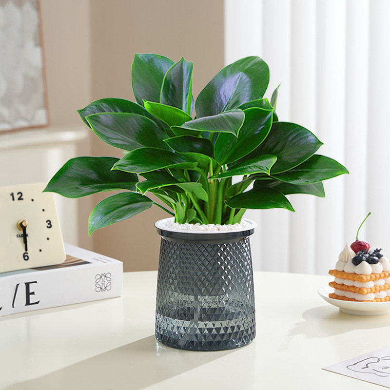 25cm 골드 다이아몬드 3개 + 별수분흡수대 + 영양액 [핫뉴상품]