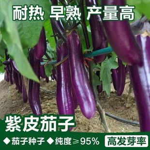 �ļ��ϼt�L�ѷN�� ���＾���N�������ӷN���S�a�߲����ӷN��