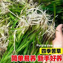 矮生草基地密刺湿地绿化苦草现货净化长叶苦直发沉水植物水质四季