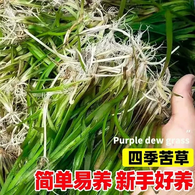矮生草基地密刺湿地绿化苦草现货净化长叶苦直发沉水植物水质四季