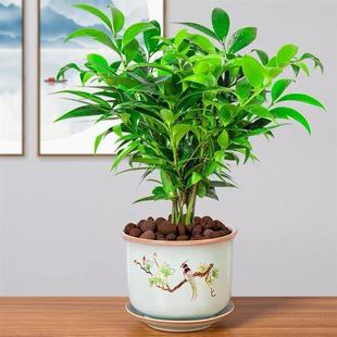 Bamboo and Cypress Potted Plants Are Evergreen Plants in All Seasons, Soil Culture and Hydroponics Are Easy to Grow, Desktop Green Plants, Safe Bamboo, Are Cold-Resistant, Drought-Resistant and Repel Mosquitoes