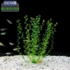 Thin-leaf floating grass [green]
