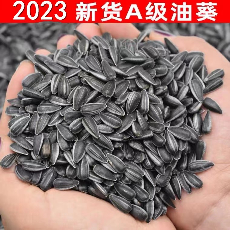 nx油葵黑珍珠500g新货饱满小油葵花籽2斤现炒熟毛磕原味奶香椒盐