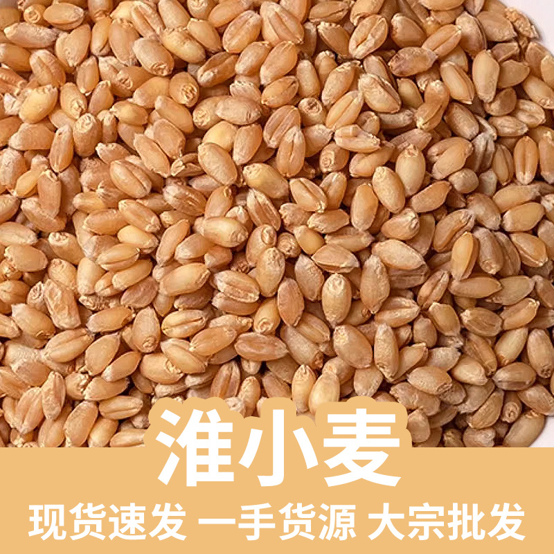 Huai Wheat Grain 500g Dried Fu Xiao Mai Traditional Chinese Herb for Decoction and Culinary Use overview