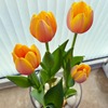 Tulip species ball flower seed seed seed seed seeds are easy to live cold water resistance to soil cultivation pots and pots of imported heavy petal balls in the Netherlands